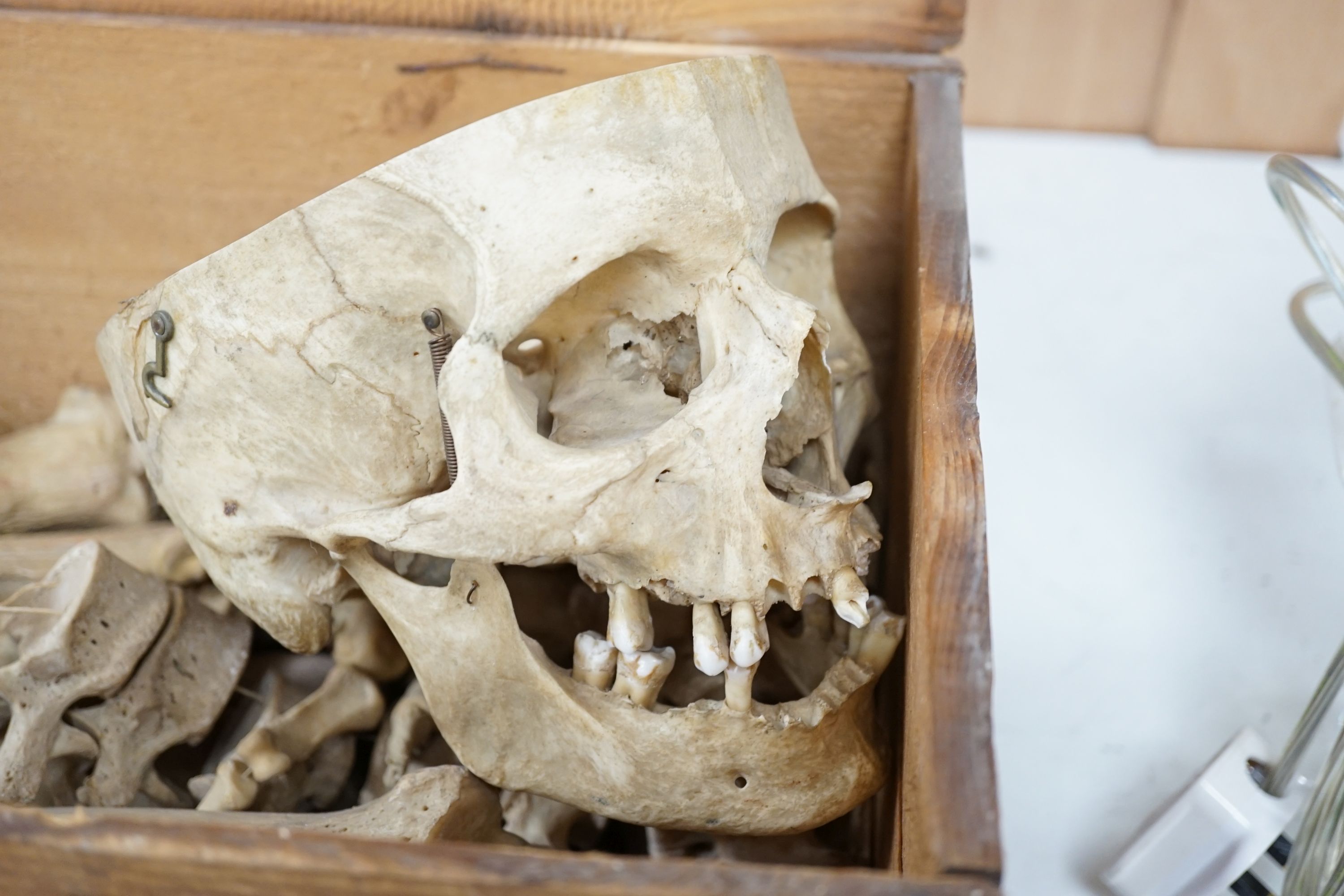 An early 20th century human half-skeleton, in original retailer's box of Adam Rouilly & Co., 18 Fitzroy St London W1 (may not be complete)